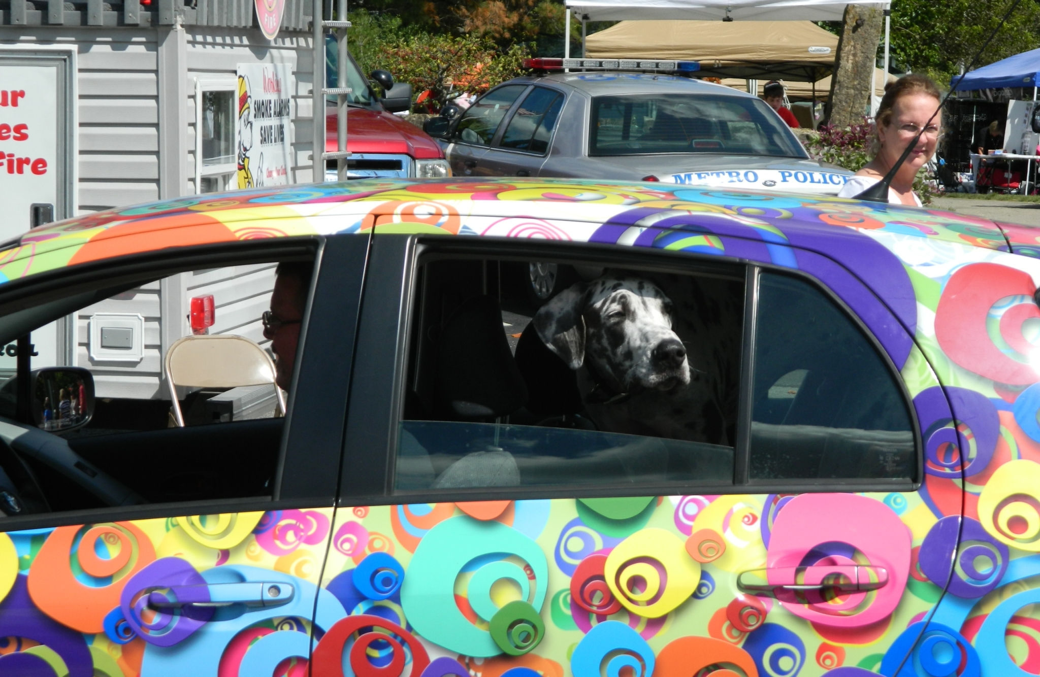 Dog in car for parade