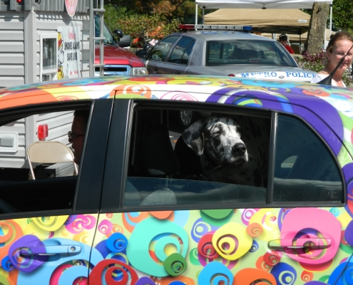 Dog in car for parade