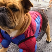 Dog in costume for parade