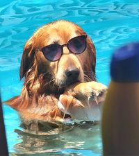 Image of dog in pool with glasses